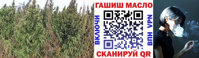 shop какой сайт где продают Петропавловск-Камчатский ТГК THC oil OMG рабочий сайт